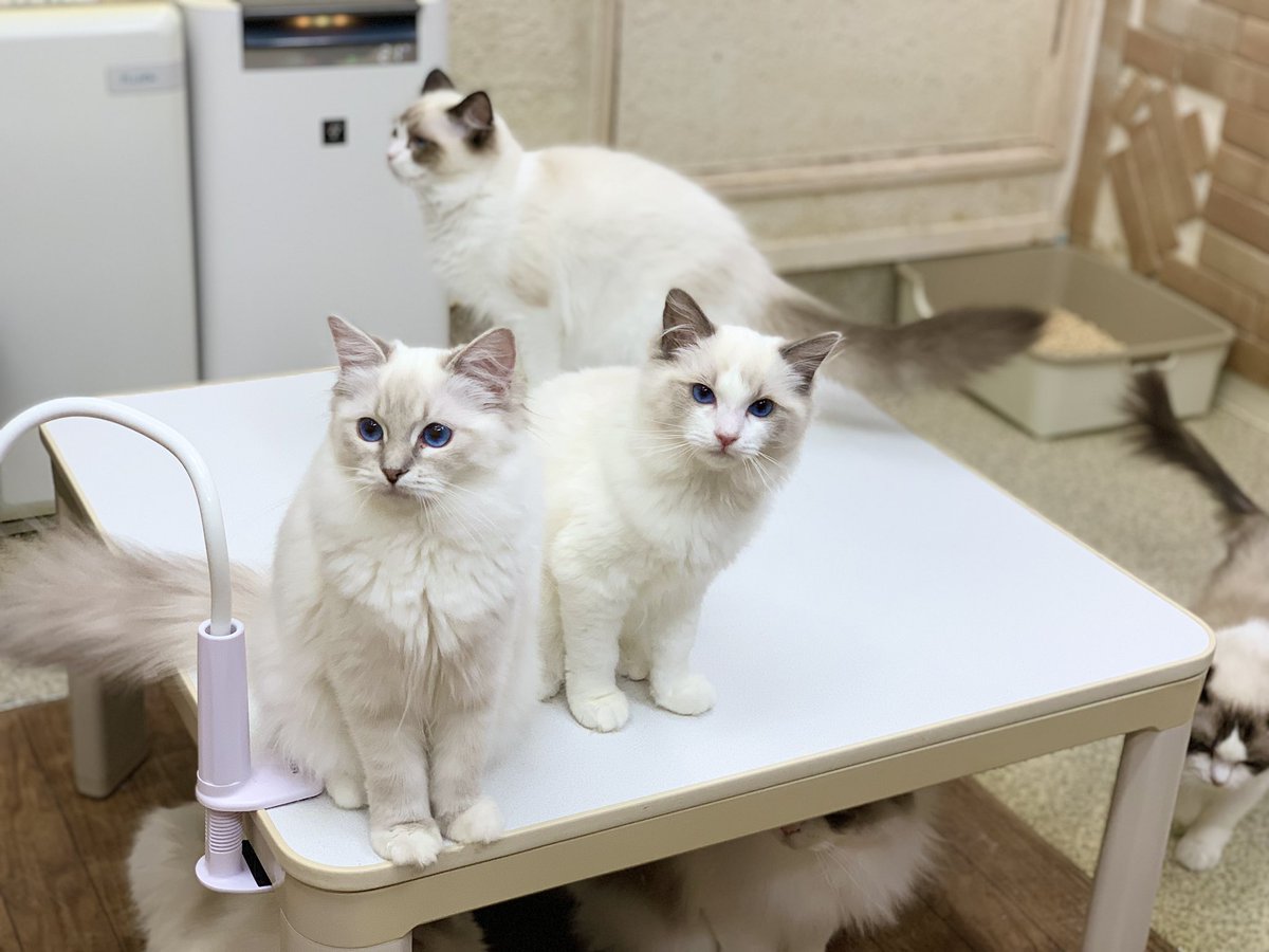CatteryBurst's tweet photo. スコティッシュいますか？
何県ですか？
里親(無償)希望です と言った
お問い合わせが多いんやけど
ねぇプロフィール見てよー(笑)

仔猫のオーナー様募集してますが
無償ではありません。
大阪ですが遠方の方にも対応して
いますご相談下さい

#ラグドール
#ラグドールブリーダー
#オーナー様募集中 https://t.co/hExbC1s7Cl