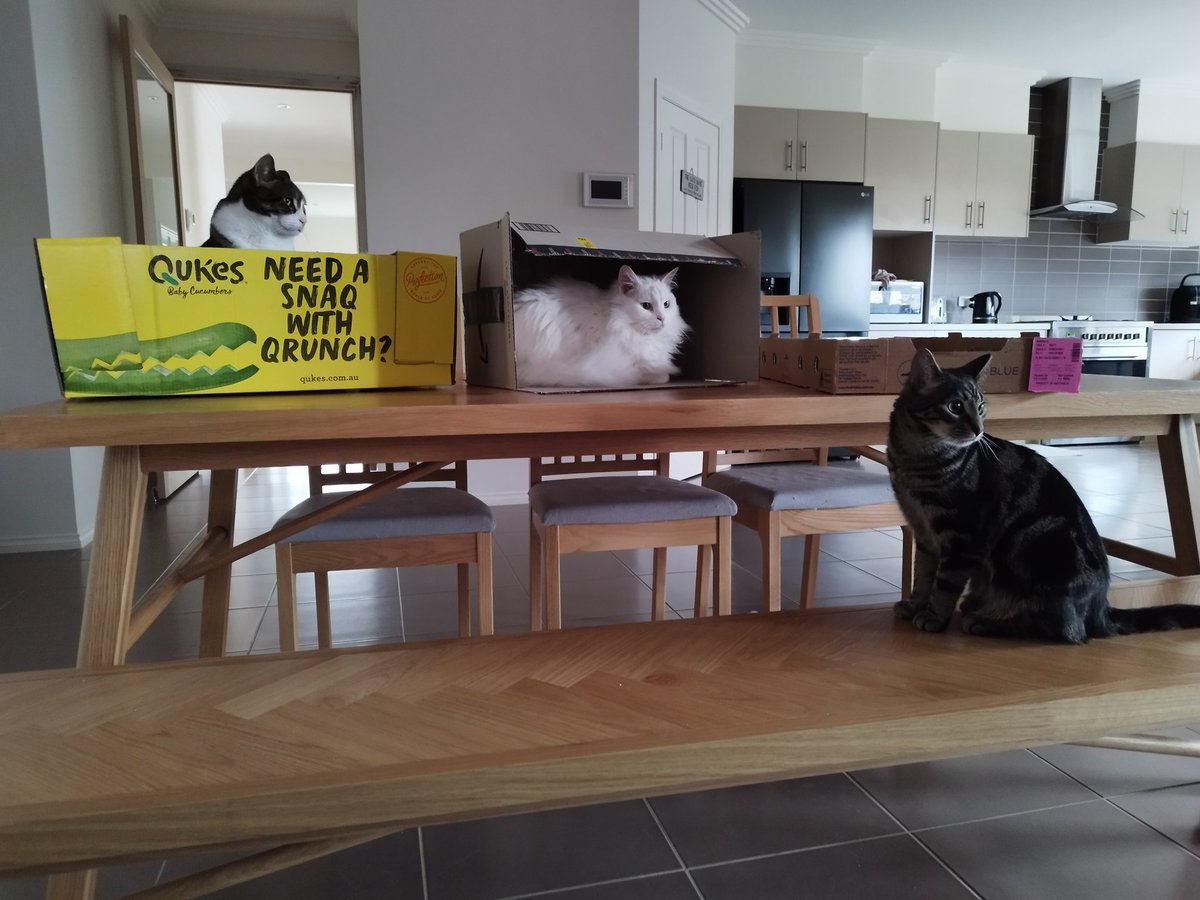 scruffkit's tweet image. This meeting of the box committee shall commence!
💚Eevee, 💙QJB and 💛Dale