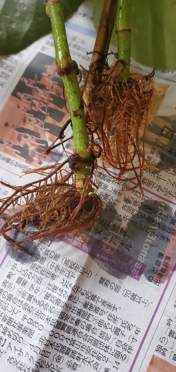 雨の日は雨の日でやることはたくさんある😅室内の観葉植物の手入れ🌱ダメ元で水挿しした植物が越冬し発根した😍土に植え替えてみる🌱楽しみ♥️