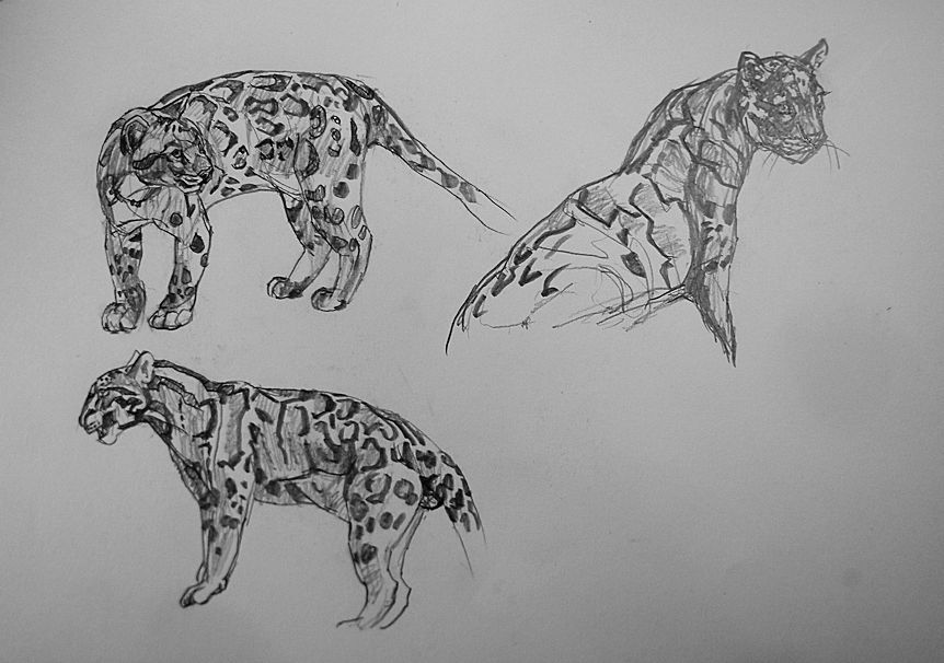 haiiromizunagi's tweet photo. #ウンピョウ #CloudedLeopard #Leopard #Neofelis を #大人の鉛筆 で #スケッチ #ドローイング。いつもの場所に早く着き、早速、難しい本種を描き始めた。やっぱり顔周りが難しい。そもそも、暗い写真が多くてわからないし、ハッキリしているのは、レンズの歪みで形が不明‥描き終えた後は大爆睡した‥ https://t.co/jBkbfd4f7F