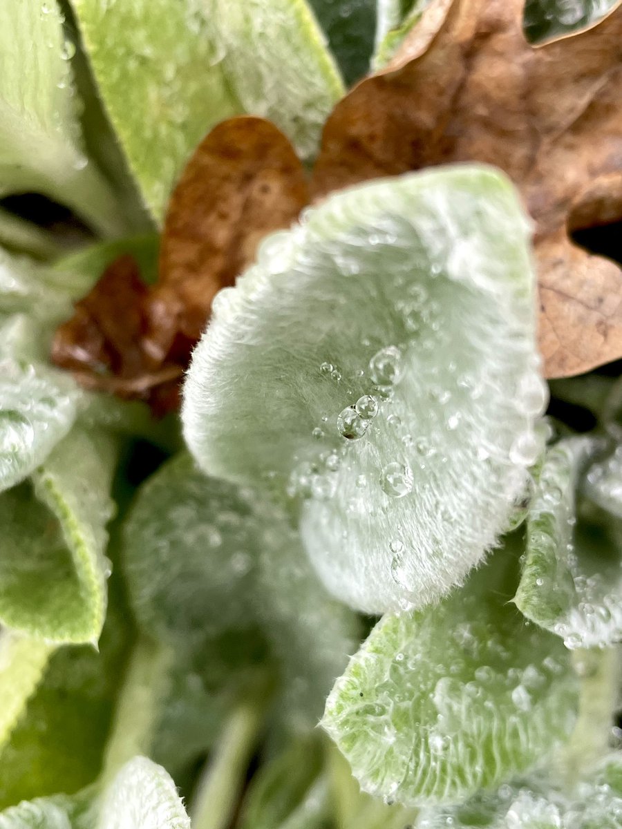 NatashaBarret18's tweet photo. Gorgeous nature 🌸🍃🌳
#Auckland #shotoniphone #iphonephoto #iphone12pro #oldgovernmenthouse #Echinacea #Stachysbyzantina #coraltree #waterdrops https://t.co/7VH159SY91