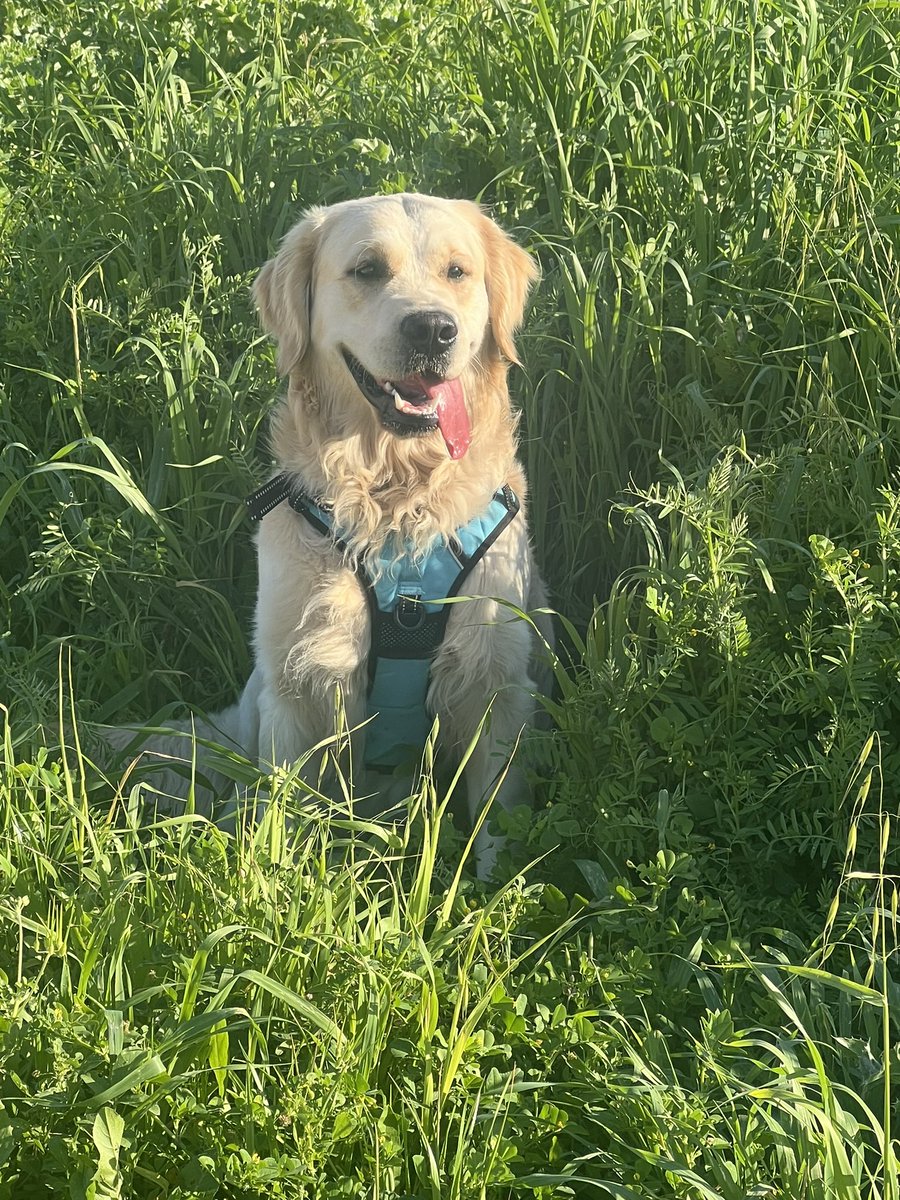 The weekend is here! More time with mom and dad and long walks and treats and toys and treats, all the things that make me smile! 🐾💙Finn #WeekendSmiles #SaturdayMood #weekendvibes #goldenretriever