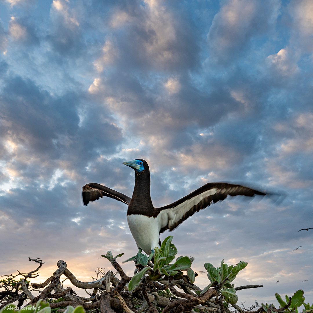 Recent assessments reveal a troubling decline in marine biodiversity.

Yet, there's room for optimism: concerted efforts &amp; innovative approaches offer pathways to safeguard our ocean and marine ecosystems.

Get involved: unesco.org/en/ocean #SaveOurOcean #ForNature