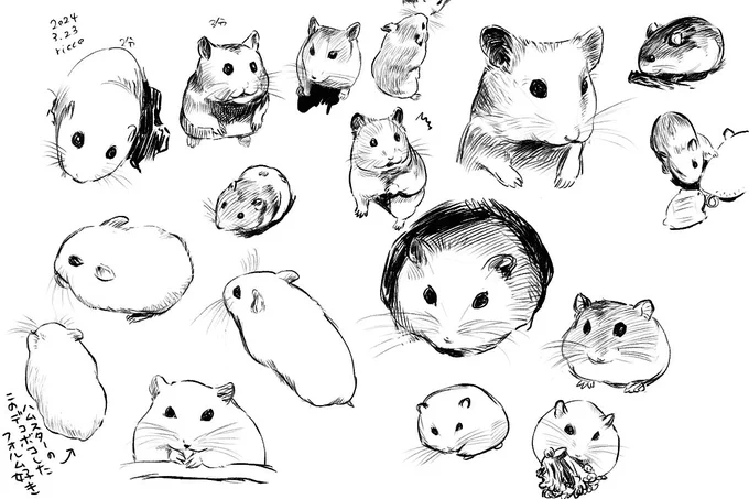 本日のハムスタークロッキー🐹
フォロワーさんの愛ハムちゃんたちをモデルにお借りしました!ありがとうございましたヽ(*'∀`*)ノ

やっぱりごるハムが大きな課題
ジャンハムは飼育歴があるからか、ゴルハムよりも形が掴みやすいかも
あとシンプルに遠近感が下手😅 