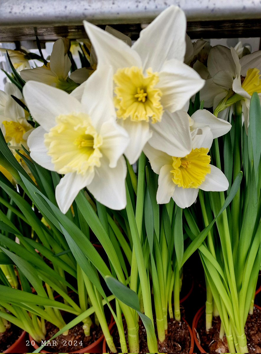 IDadzkov's tweet image. Springstar. Vårlilja.  Тристагма.
#nature #flowers #springstar #vårlilja #houseplant #FlowersPhoto