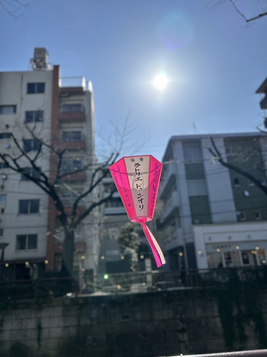 中目黒の桜まつり、見頃はもう少し先になりそうですがお越しの際はぜひぼんぼりに注目してみてください👀🌸今年はいい場所に！　#shiorionline
