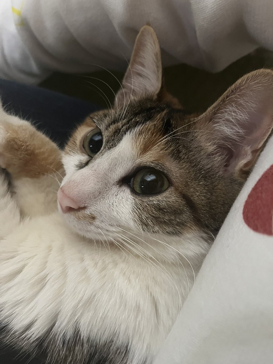 歯の治療で8万も使わなきゃ行けない人生
これは可愛いうちの子