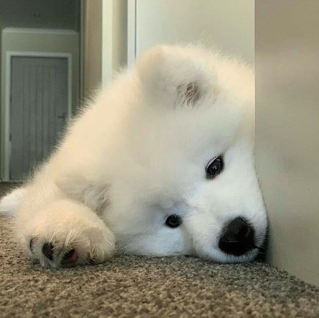 MMsvertion's tweet photo. ผมเป็นลูกหมาหละ 🐕 https://t.co/HrVSw0PyG5