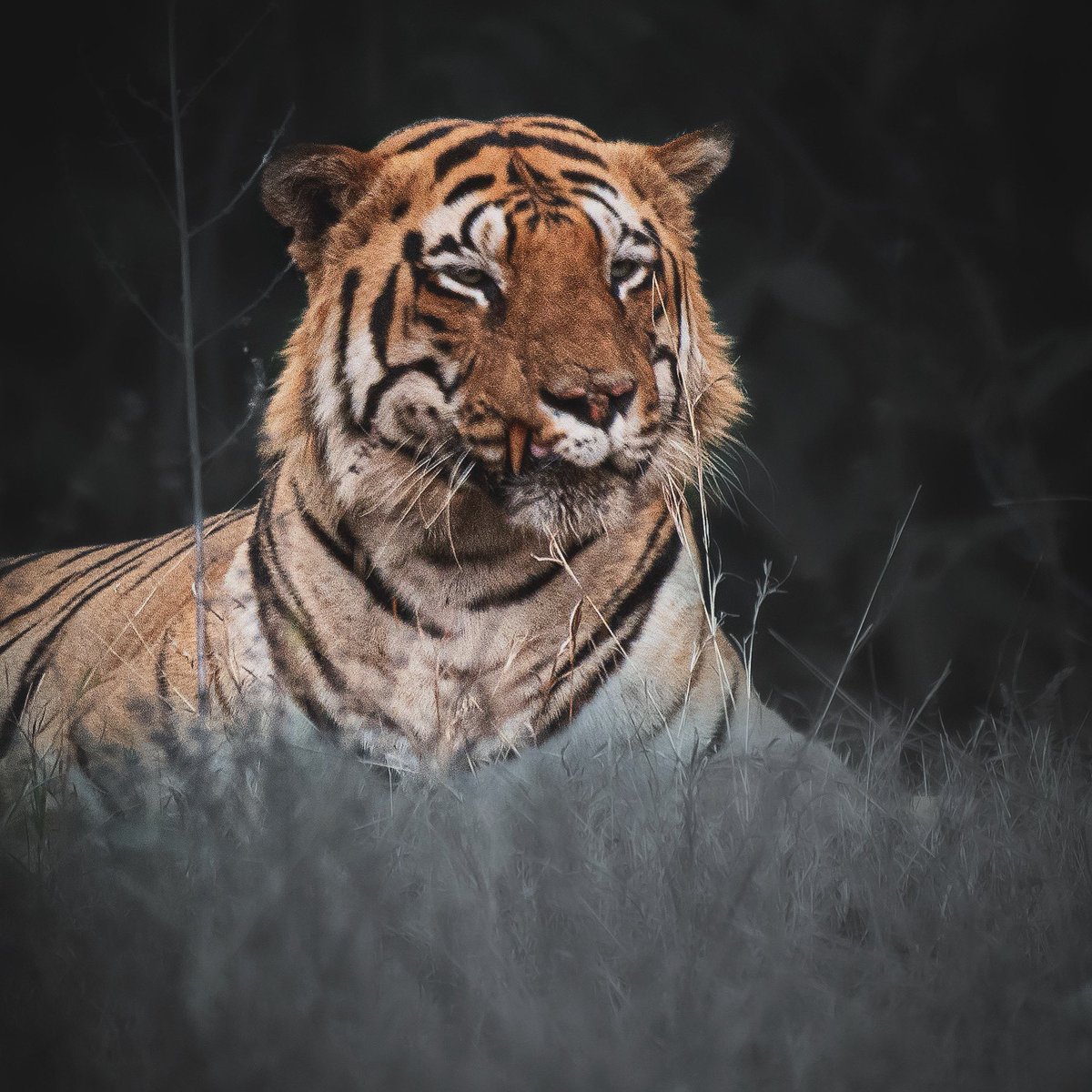 Remember the name - Chota Matka — the showstopper - the scars adding to the aura around his presence  
.
.
.
@sachin_rt @mytadoba @dintya15 @anandmahindra @SandeepMall @GabbbarSingh @RandeepHooda @ntca_india @CSABHI84 @ikaveri @narendramodi @ParveenKaswan @deespeak