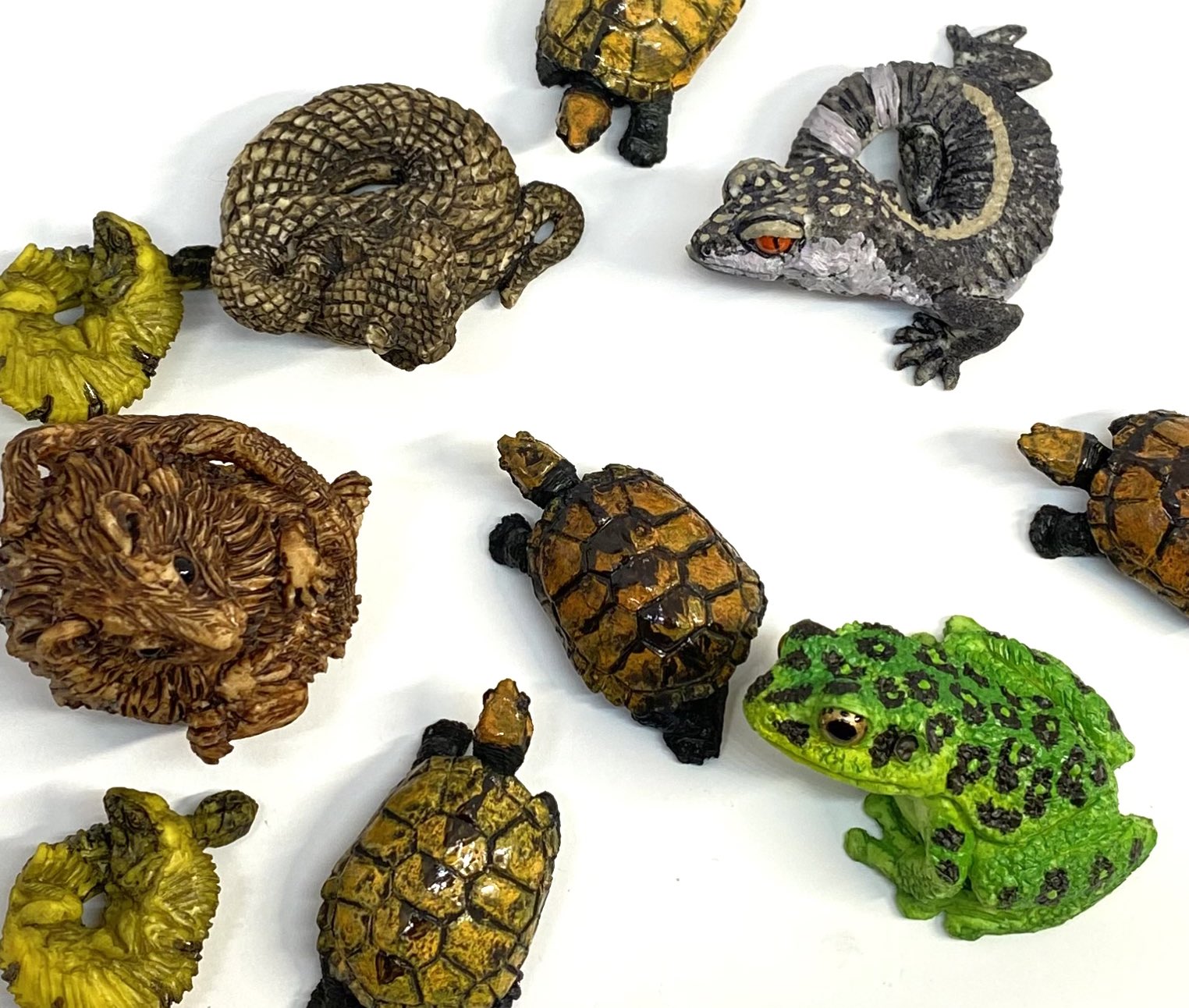 アクアプラント 守亜 玄武 ホシガメ ハコガメ
