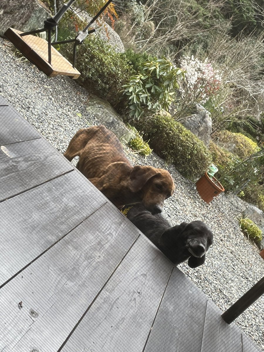 yuka01457387's tweet photo. 朝家の庭に2匹犬がいて12：00ごろから姿が見えないのでどこかに移動したのかもしれないです。
迷い犬？捨てられた？脱走？
黒と茶色2匹ともガリガリで黒い方は右足がなかったです、夫婦なのかな？
山梨県上野原市の山の中にある家に庭です
#野良犬
#保護してほしい
#山梨
#上野原 https://t.co/1sQWDkaeFe