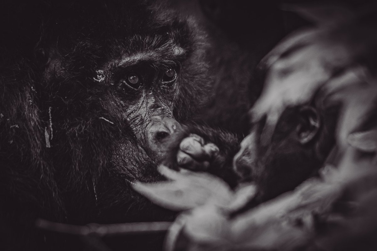 Their eyes can say many stories. Who those have witnessed them can guarantee that..!
.
.
🦍 Bwindi | Uganda
.
.
#beautifulapes #biologyislife #gorilla #gorillas #africanapes #primates #apes #mammalsofafrica #hipaae #discovernature #bwindiimpenetrableforest #discoverwildlife