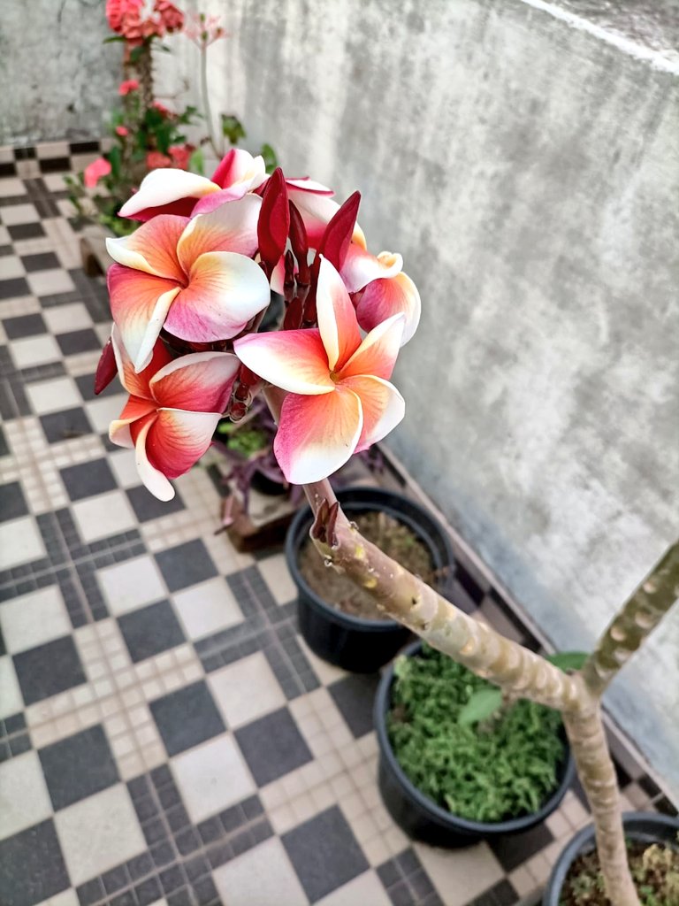 New bloom ✨️ #homegarden