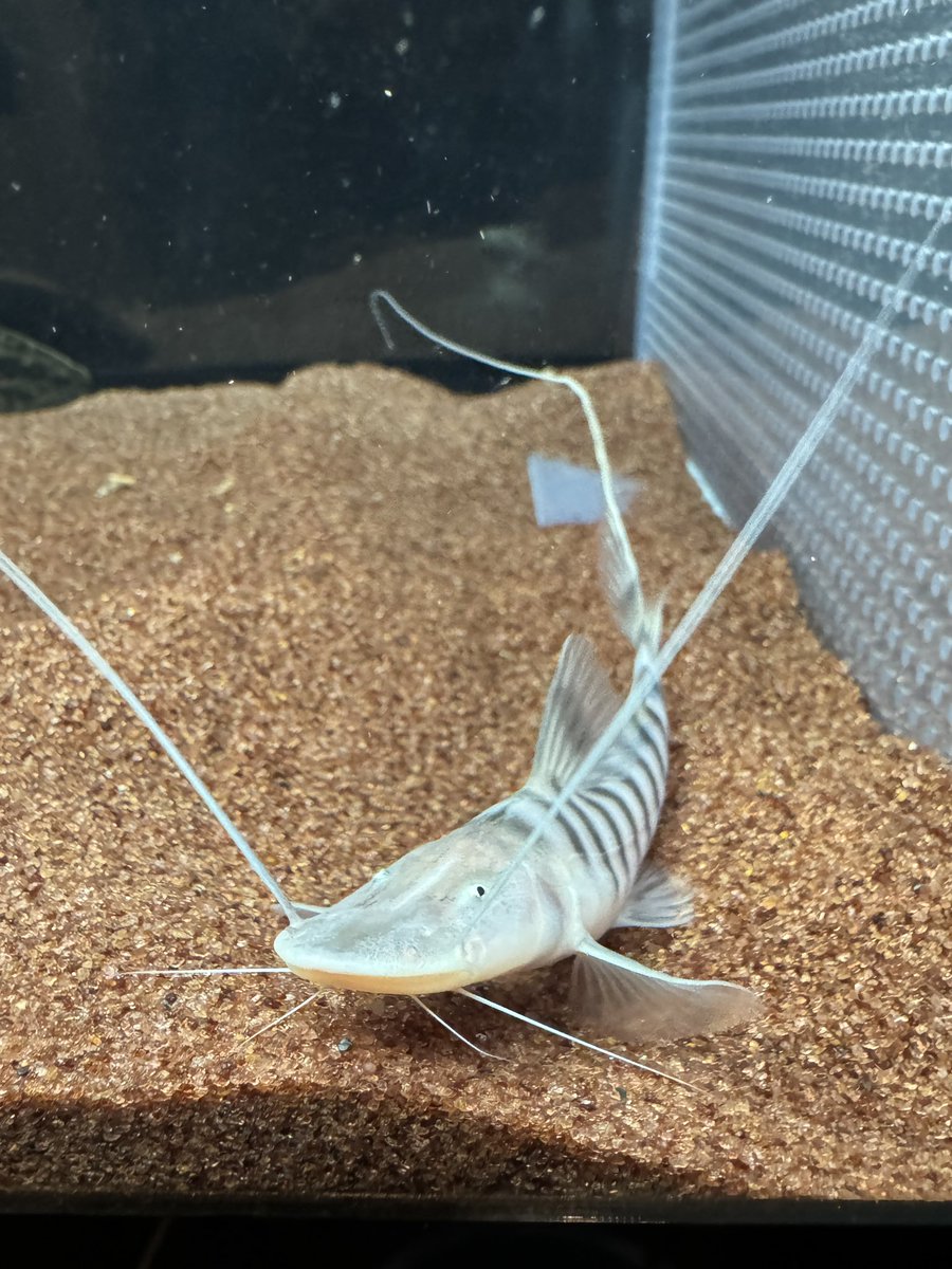 ゼブラキャットお迎えしました！
綺麗な個体です！
