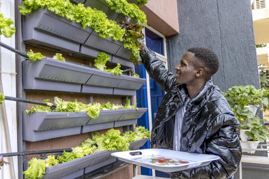 Witnessed the 1st successful harvest from the new #hydroponic #verticalfarm in @FAORwanda's building yesterday.

A big step for #GreenRwanda & @FAO's #GreenCities initiative.

Partnering with @EzaNezaRwanda to empower youth & build resilient food systems. #AgInnovation @iQuitNot