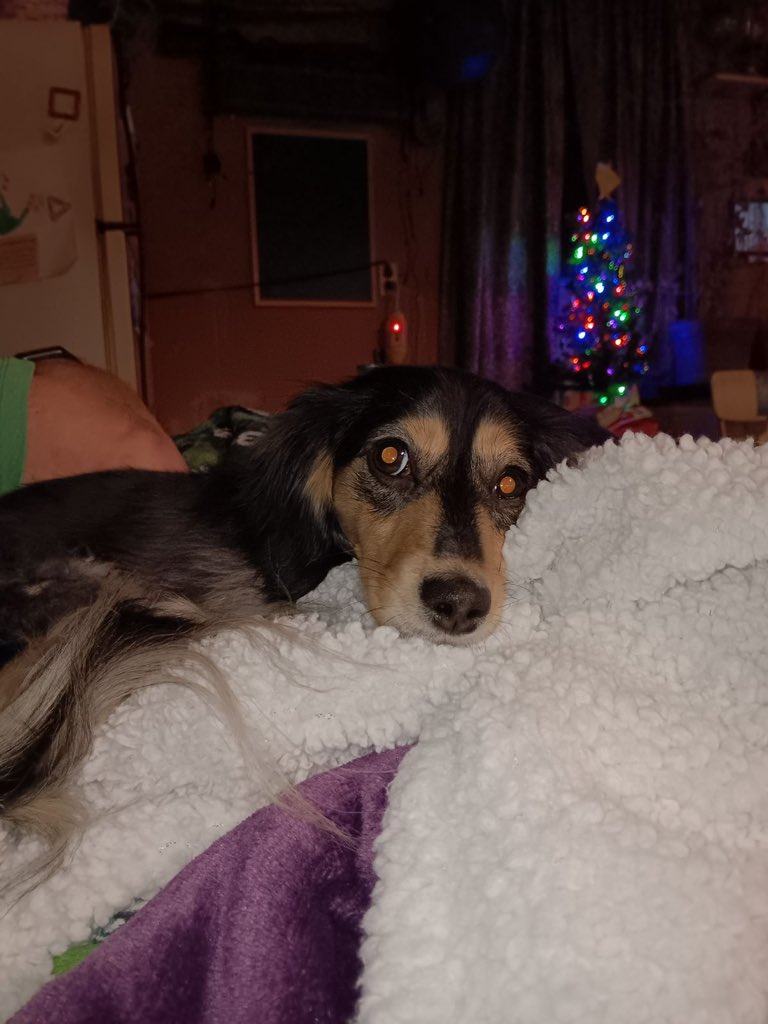 Will McBride tweet media