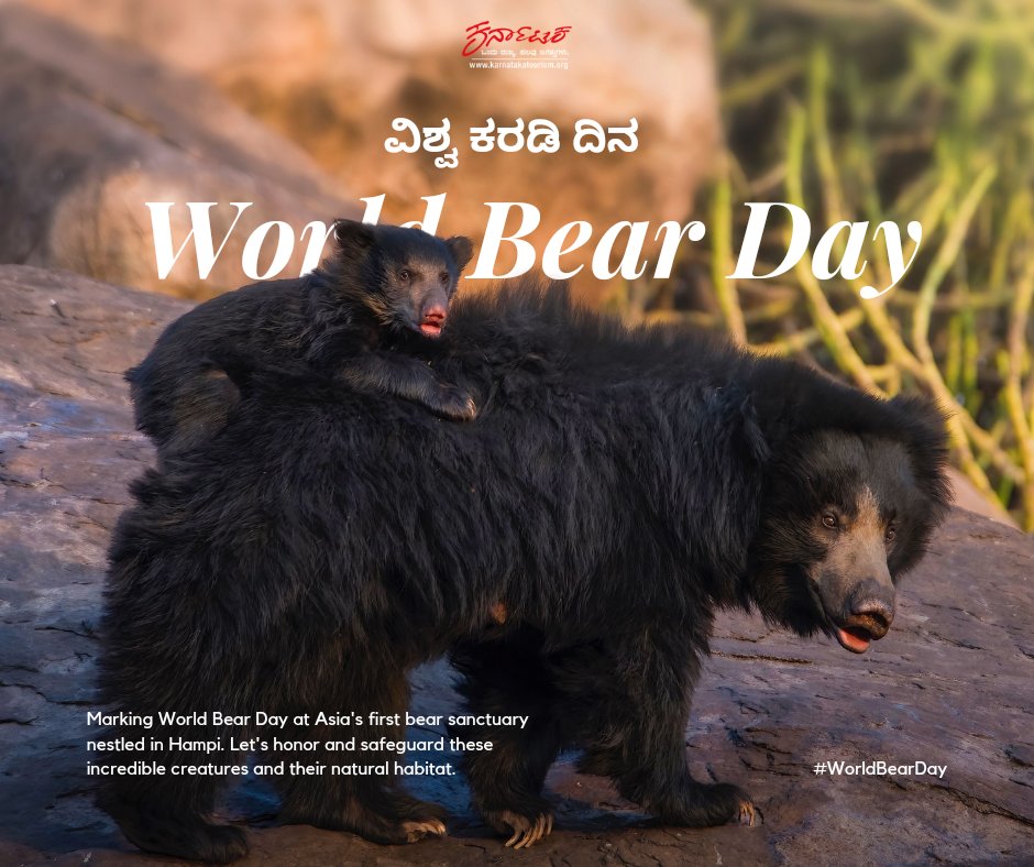 Join us in celebrating #WorldBearDay! 🐾 A day to appreciate all bear species and promote their conservation. Did you know? Daroji #SlothBear Sanctuary in #Karnataka is Asia’s first sanctuary dedicated to these fascinating animals. Let’s protect their future! #KarnatakaTourism