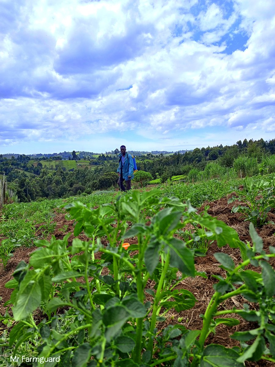 Our business...
At Jayfarm Yara vita crop boost application on our potatoes .
#MboleaNiYara