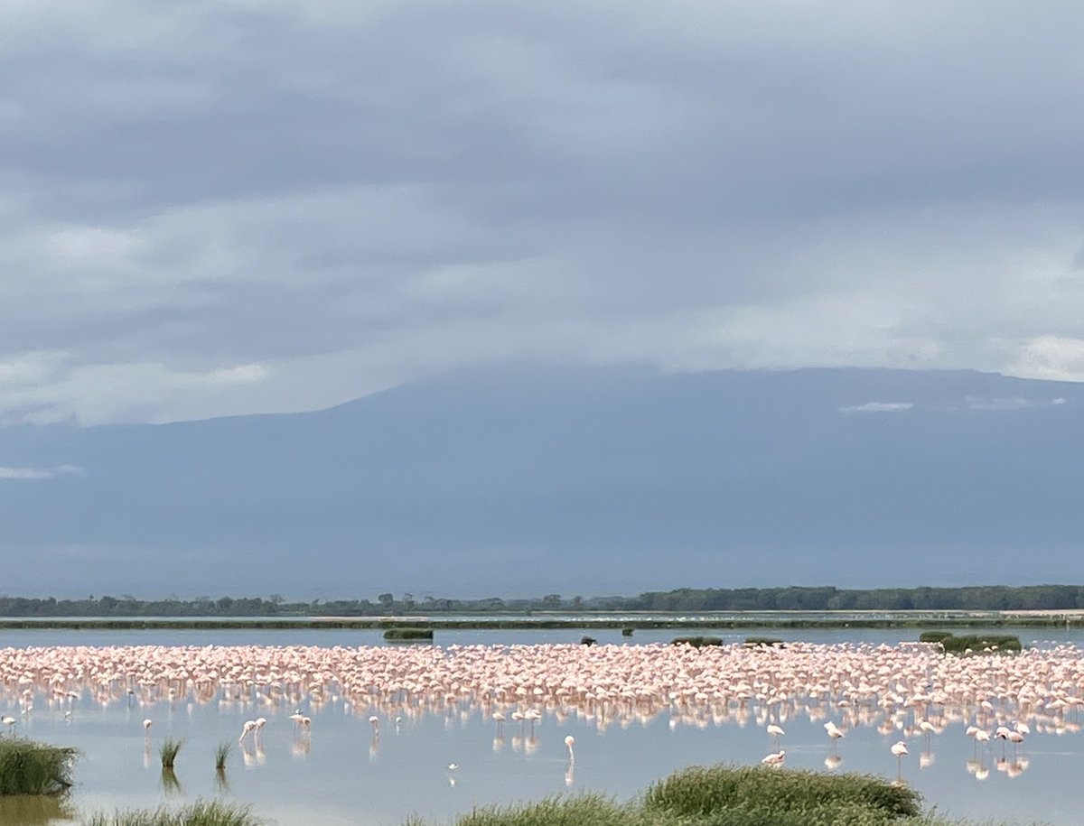Pretty in pink - flamingos with a backdrop of Mt Kilimanjaro in Amboseli park. A mesmerising sight to end the @TUIUK Kenya press trip. What a week we’ve had!