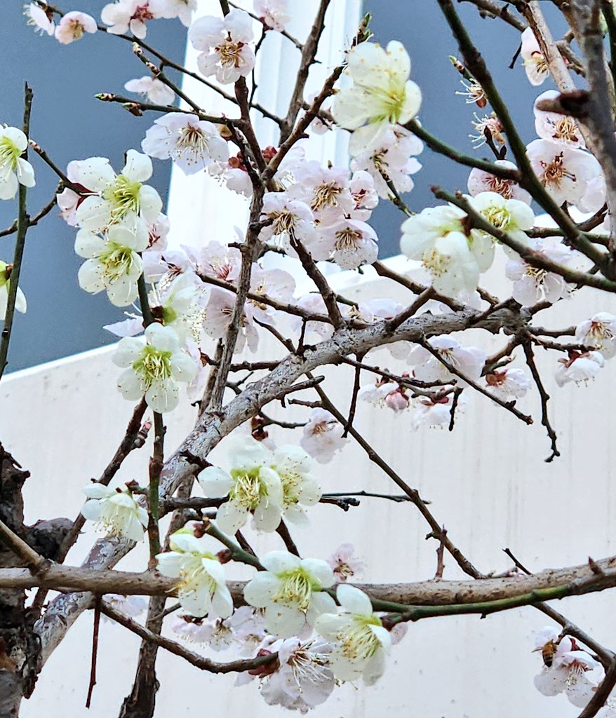 얘들아 이거봐 녹매화랑 분홍매화랑 얽혀서 자란다🥹💚🩷