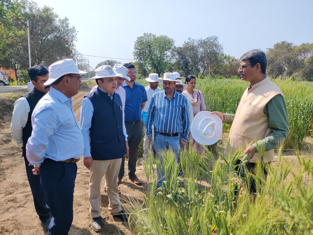 Jyoti (@jyoti_pgr) on Twitter photo Honorable DDG(Crop Science), ADG (Seed), Director (NBPGR), Country Representative (Alliance BI- CIAT) with other dignitaries and breeders observing potential of Indian repatriated heritage wheat landraces for drought tolerance under #ICAR-DBT network project <a href="/INbpgr/">ICAR-NBPGR</a> Issapur farm Honorable DDG(Crop Science), ADG (Seed), Director (NBPGR), Country Representative (Alliance BI- CIAT) with other dignitaries and breeders observing potential of Indian repatriated heritage wheat landraces for drought tolerance under #ICAR-DBT network project <a href="/INbpgr/">ICAR-NBPGR</a> Issapur farm