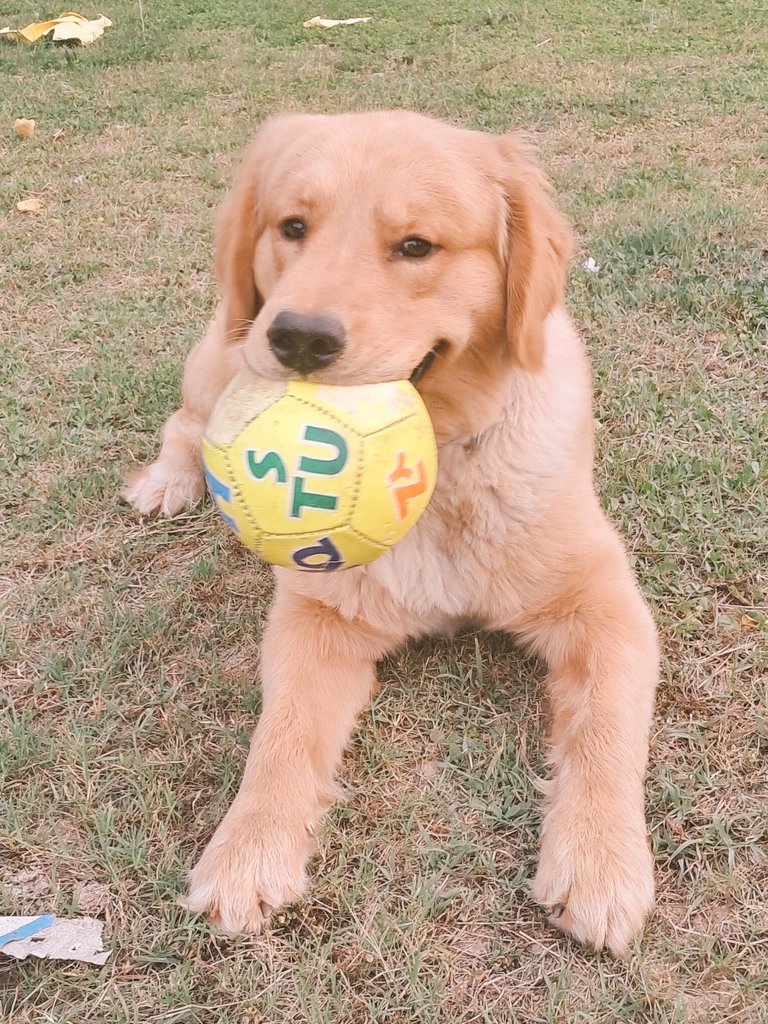 TheDogMother_'s tweet photo. #AdoptionRequest Max #TheGoldenRetriver ♥️
I'm looking for a forever loving home for this super adorable 9 month old pupper 😍 
Max was abandoned at @SmartSanctuary by his own owner Priya who lied about finding him tied! The reality was that Priya was shifting residence & didn't know how to handle a high energy playful dog!
Shame on such people, but I'm glad Max got out from there on time.
Please share & help me find a beautiful home for this ultra gorgeous boy ♥️

#AdoptDontShop #DogsOfTwitter