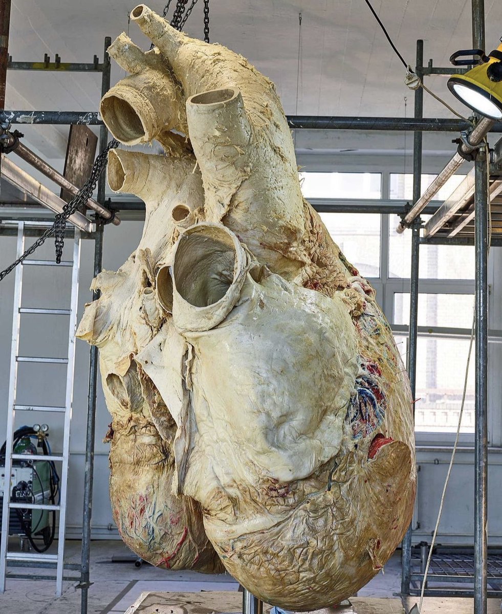 The heart of a blue whale, the largest animal alive, weighs more than 1,300 lbs (590 kg) and is as big as a small car. Its heart beats 8 to 10 times a minute, and you can hear the beat from over 2 miles (3.2 km) away. Their arteries are so wide that a person could swim through