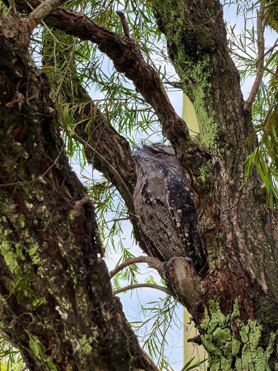 We had a great time at the Bird Paradise amazed by the vibrant plumage and captivating songs of the birds! 🐦✨ #BirdWatching #AvianWonders