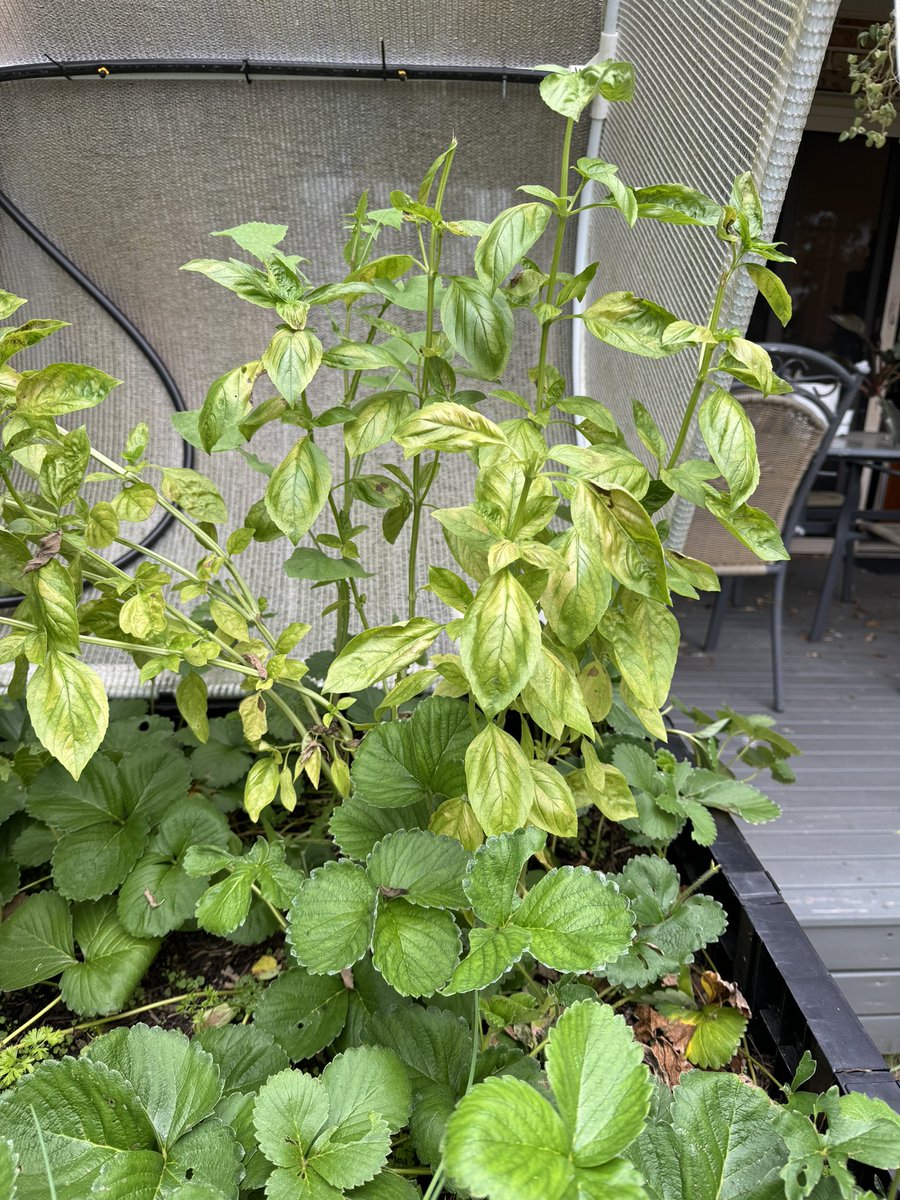 Gardening time this afternoon, basil plant needs to be used before the cool weather kicks in, so enjoying fresh pesto tonight. 😊🍃