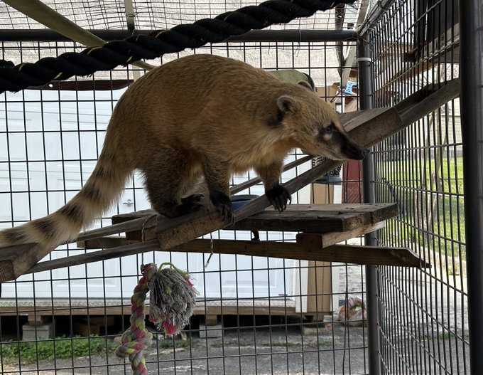 Visited Maverick today! 🥰❤️  #coatimundi #coati #pet #exoticpet https://t.co/32VDHmZaBR<a href="/tag/coatimundi"class="tags">#coatimundi</a><a href="/tag/coati"class="tags">#coati</a><a href="/tag/pet"class="tags"><span>#pet</span></a><a href="/tag/exoticpet"class="tags"><span>#exoticpet</span></a>