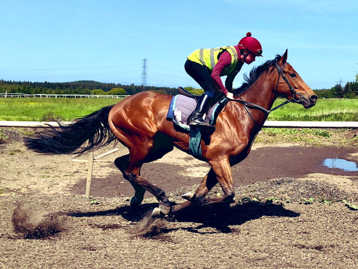 Bonito Cavalo’s won 6 of his last 7 races @NewcastleRaces, he’s back there tonight with recent winner Bobby Shaftoe & Humble Spark who showed a bit of form here last time, @PMulrennan & @BeN_RobinsoN18 ride!