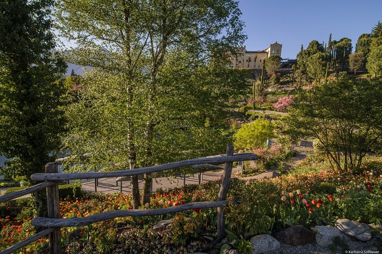 sonoitalia (@sonoitaliainfo) on Twitter photo Mit dem Frühlingsanfang in #Südtirol erwachen auch die Gärten von #Schloss #Trauttmansdorff in #Meran zu neuem Leben. 👉tinyurl.com/3fef8y5r <a href="/Sudtirolerleben/">Südtirol erleben</a> <a href="/Touriseum/">Touriseum_Trauttmansdorff</a> Mit dem Frühlingsanfang in #Südtirol erwachen auch die Gärten von #Schloss #Trauttmansdorff in #Meran zu neuem Leben. 👉tinyurl.com/3fef8y5r <a href="/Sudtirolerleben/">Südtirol erleben</a> <a href="/Touriseum/">Touriseum_Trauttmansdorff</a>