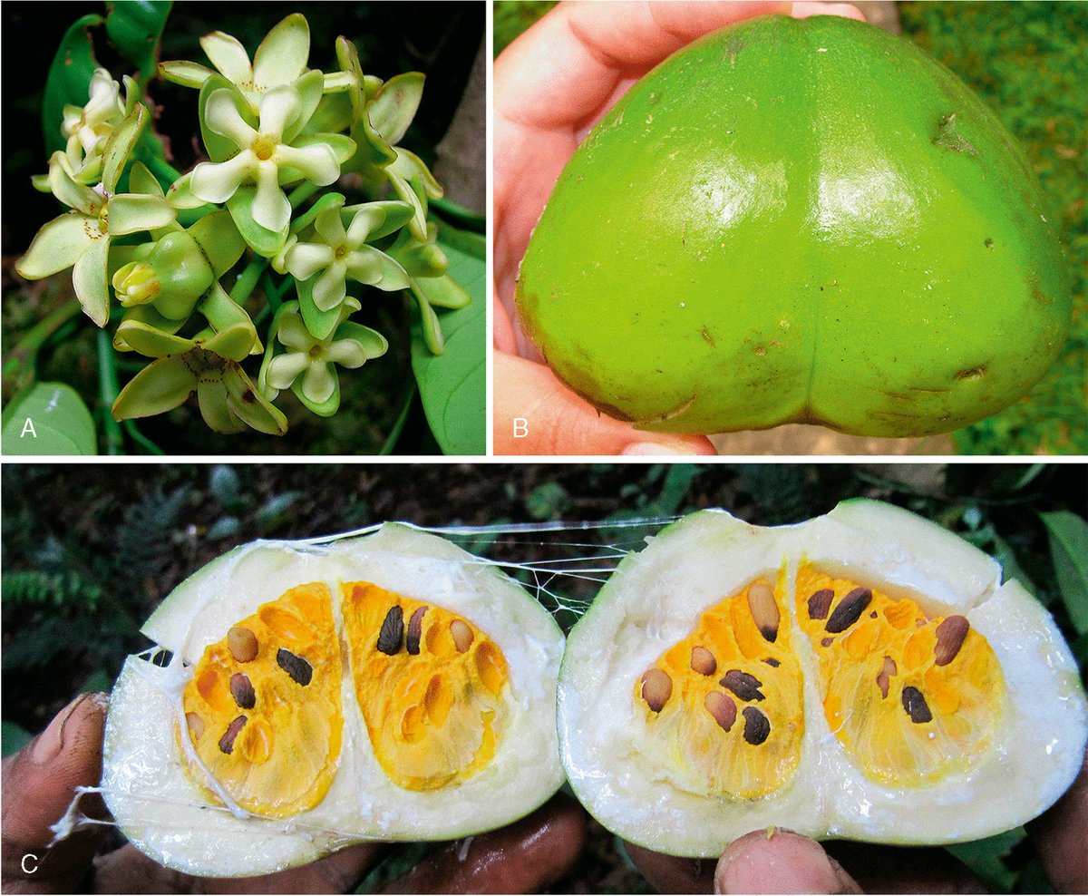 Check out the massive fruits of Voacanga madureirae, a #new #species from #Cameroon #Bioko and #Príncipe in #Atlantic #Africa, named after M.C. Madureira, who collected #plant material critical to identify this novelty🇨🇲🇸🇹🇬🇶 #OpenAccess @KewBulletin doi.org/10.1007/s12225…