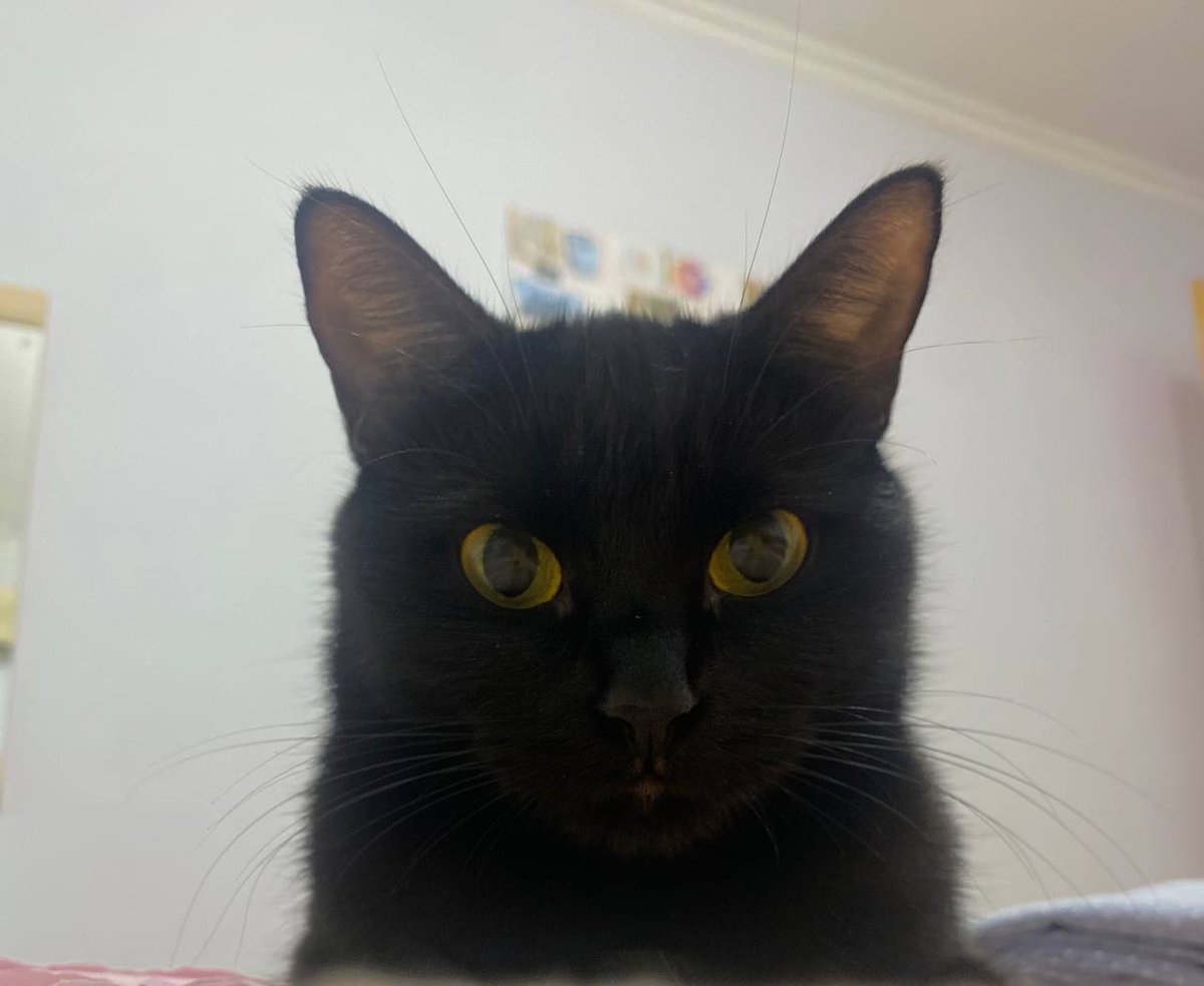 Torri Ivikka tweet media