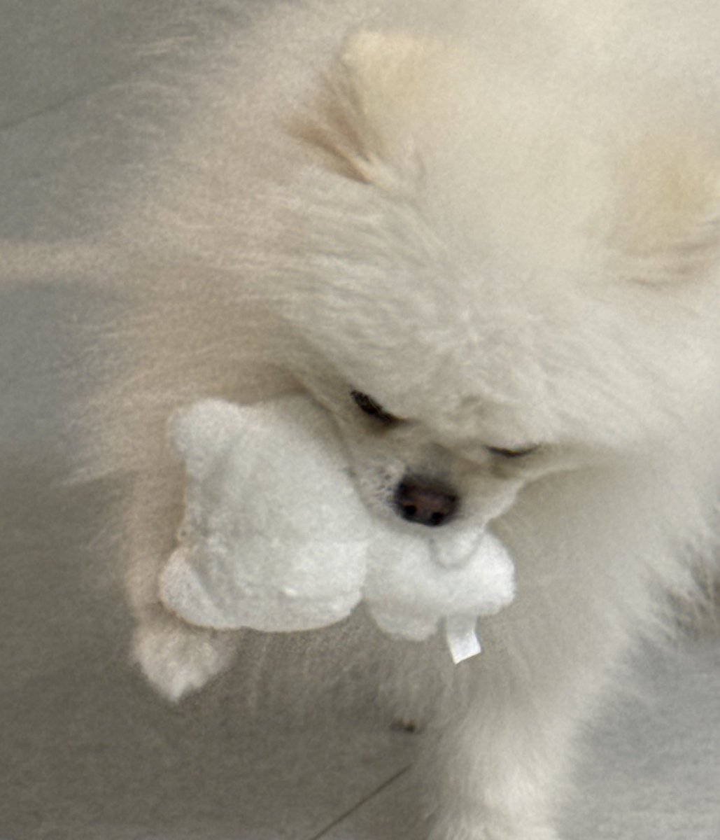 강아지에게 물려버린 양꼬미