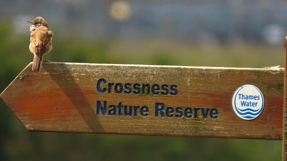 Crossness Nature Reserve walk with George Kalli to see early migrant birds and waders. Sunday 24th March, 10:00 - 14:00. Meet at Belvedere Station. Bring lunch. Best to wear wellies. Free @LNHSoc walk. See full programme of events: lnhs.org.uk/index.php/acti… @Gehan_de_Silva