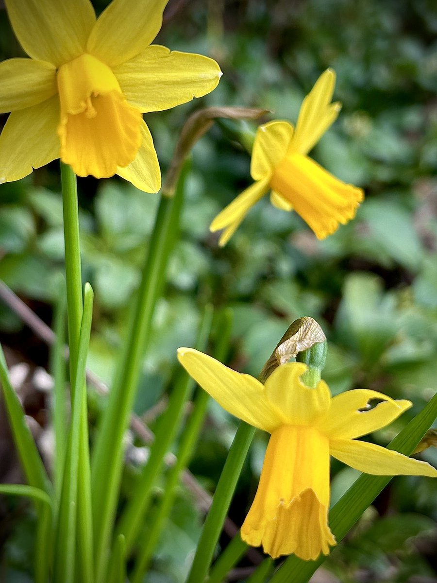 Goodmorning y’all!💛#daffodil #easterflower #flowersonX #FlowersOfTwitter #SpringIsHere