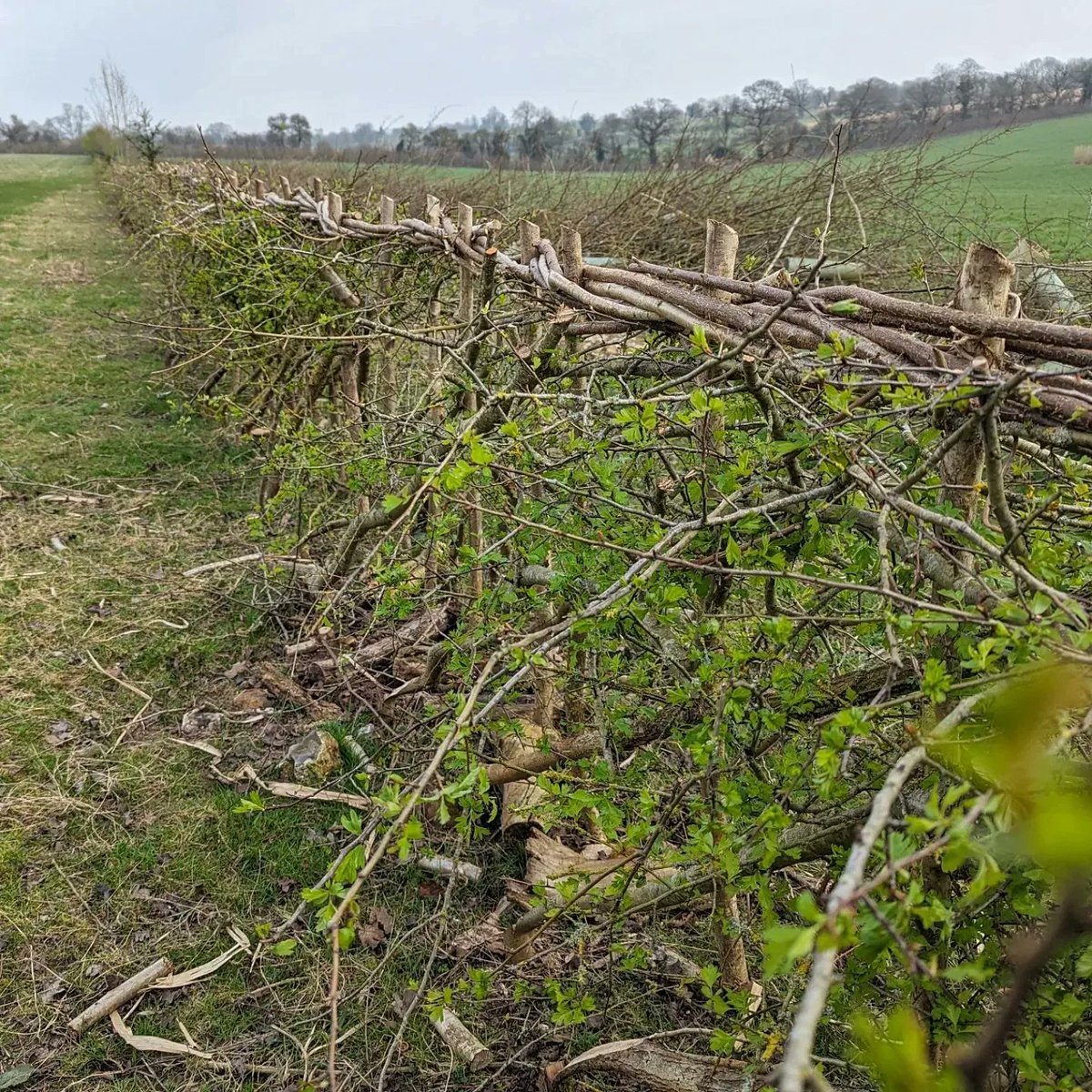 After laying miles of hedgerows in a previous career, I always stop&admire the time and effort put into this vital traditional skill. There are half a million miles of hedgerows and more than 30 different styles of hedgelaying across the UK. Hampshire #Hedgelaying #naturalcapital