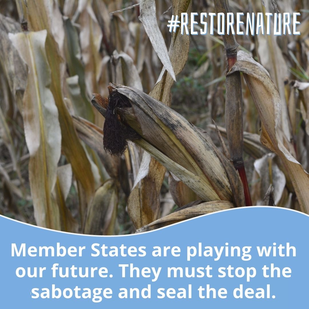 Wara l-iżviluppi tal-bieraħ u l-falliment tal-Istati Membri tal-UE milli jkomplu mexjin 'il quddiem bil-Liġi għar-Restawr tan-Natura, minkejja li diġà kien intlaħaq qbil f'Novembru meta l-liġi kienet approvata mill-Parlament Ewropew, il-President ta' BirdLife Malta <a href="/DarrylGrima/">Darryl Grima</a> u