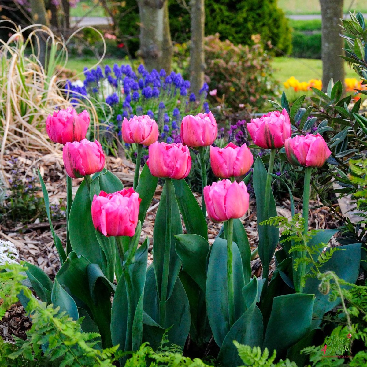 🌷One of the newest double tulips is Tulip Rozalynn. Her beautiful pink color with a hint of green is what makes her so marvelous.

#time4tulips #springfeeling #saturday #gardening #flowers #tulips