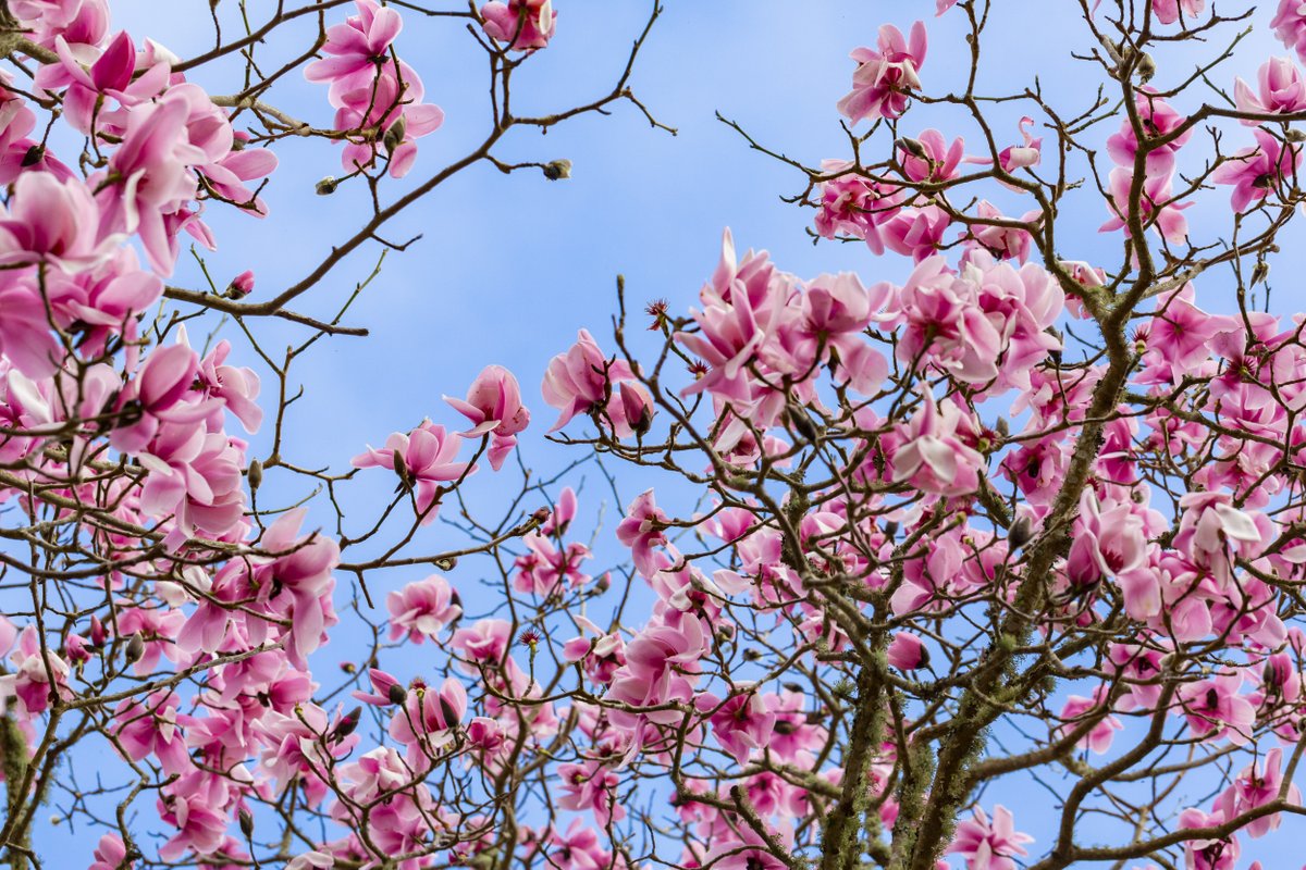 We’re on the lookout for next month’s cover photo! In honour of #BlossomWatch, April's theme is *Beautiful Blossom* Reply to this post with your best pic, and we’ll choose one of our favourites to be our cover photo for all of April 🌸 Photo:National Trust Images/Chris Lacey