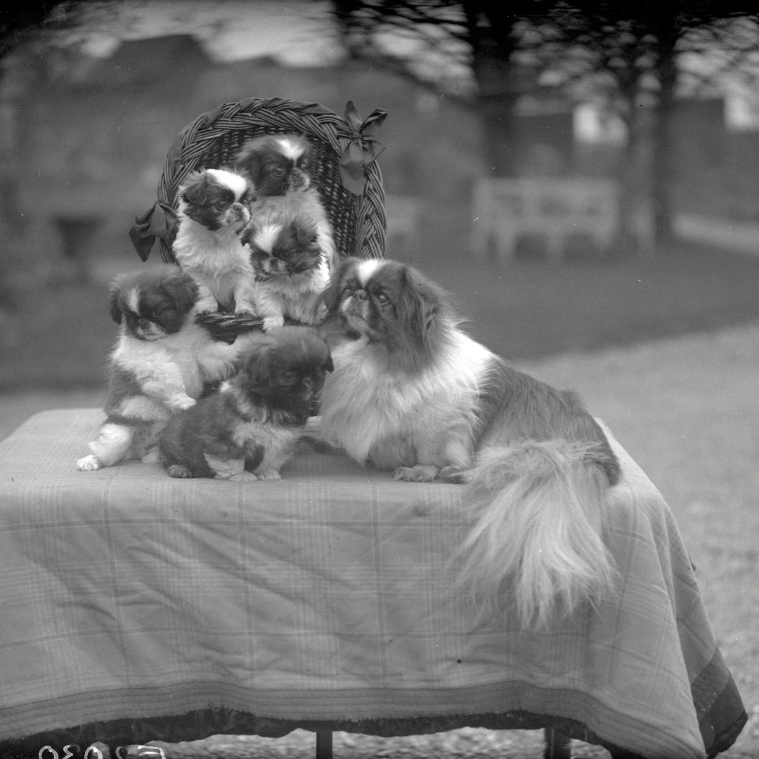 Celebrate National Puppy Day with these adorable photos of our furry friends from 1924! Dive into our treasure trove of pet portraits on the London Picture Archive via the link in our bio. #Puppies #Adorable #NationalPuppyDay #VintagePets