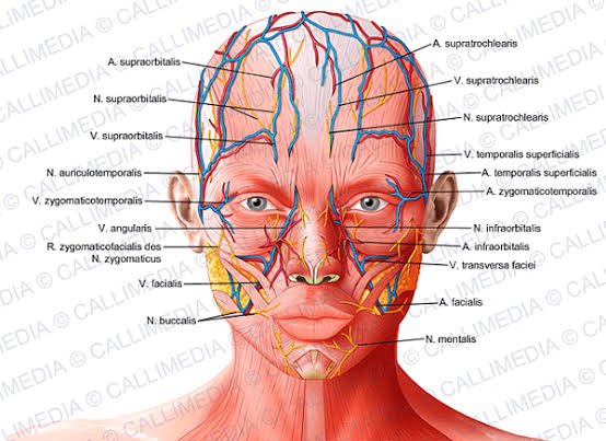 aan__'s tweet photo. Mana ada pembuluh darah yang melintang horizontal di batang hidung, gimana caranya ada darah yg stagnan di situ 😭 https://t.co/o7DKgdbOWu