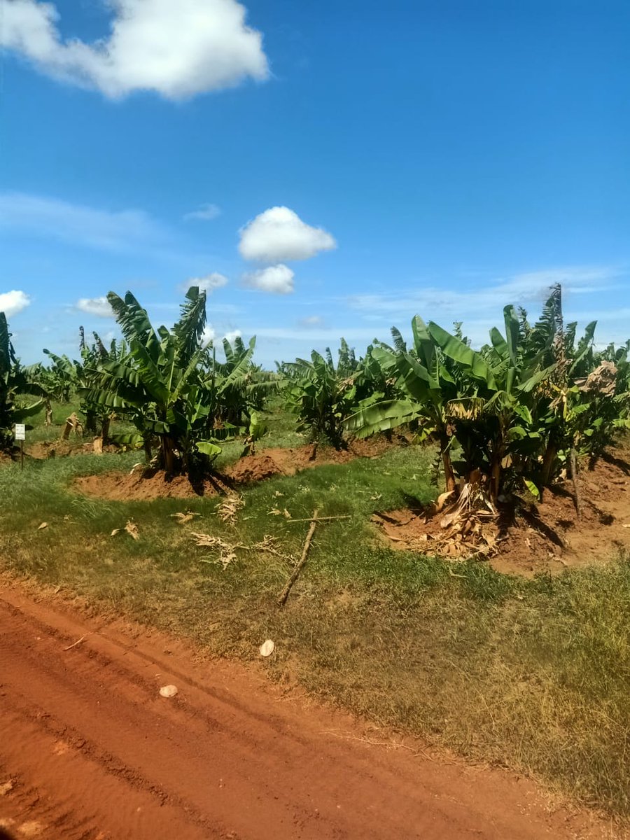 MMPEJKUAT's tweet photo. After a stellar 10-year reign atop the mining export charts, @BaseTitanium is preparing to close its doors. Restoration is underway, with exciting trials at their central dune to ascertain the perfect crop species for tomorrow's green landscape. 🌱⛏️ #BaseTitanium #FutureReady https://t.co/NhvGHciKnt