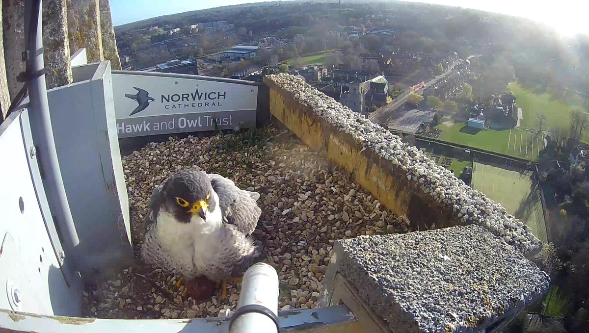 Exciting news from @HawkandOwlTrust as Norwich Cathedral Peregrines have laid their 1st egg! 🥚🦅 Stay tuned for updates on this majestic milestone.