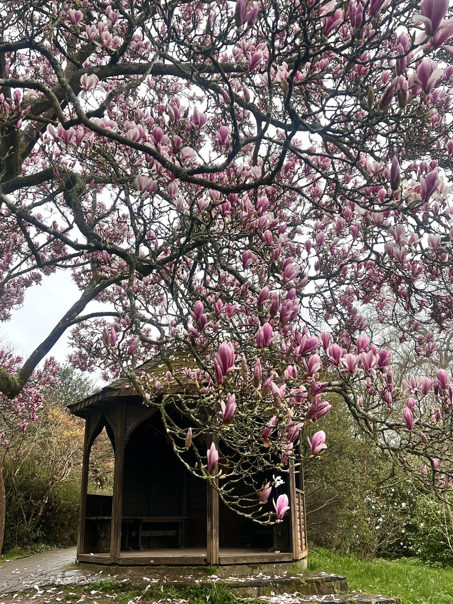 Enjoy your weekend with a garden visit.
Magnolia soulangeana looks stunning @bordehillgarden 

#magnoliasoulangeana #Spring2024 #gardenvisit #sussexgardens