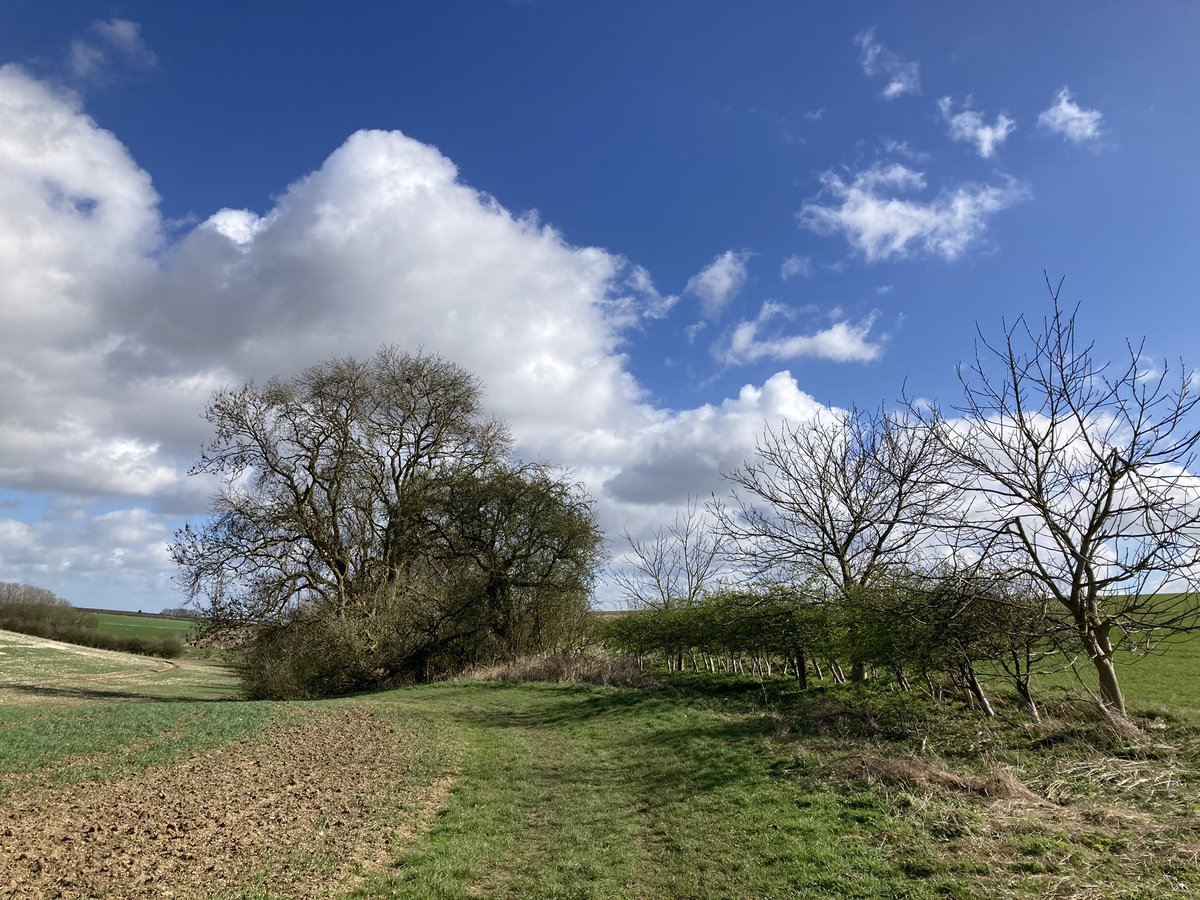 Sunny with a very bracing wind today. Walking in the #YorkshireWolds