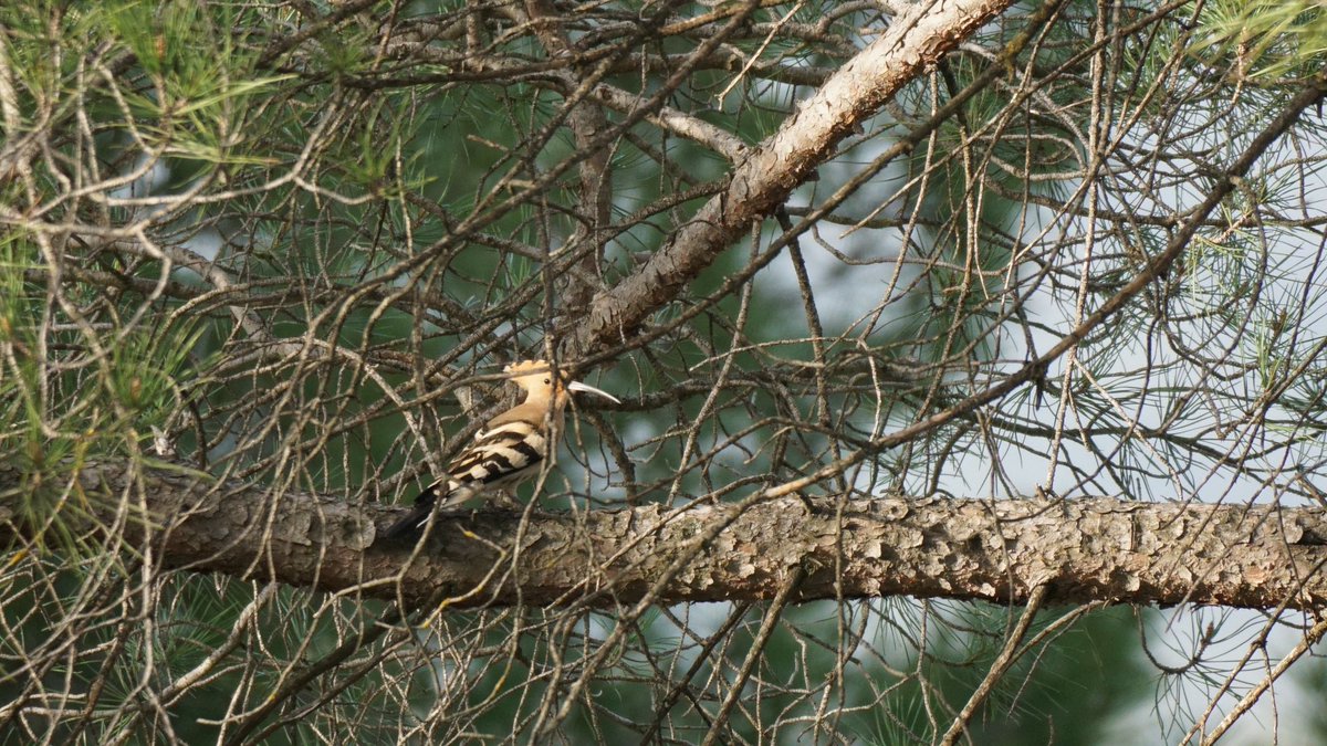 jmpicasprat's tweet photo. #pitroig #lluer #puput #picotgarcergros #ocells #ocellsdavui #ocellsdecatalunya #birds #ocellar #casserres #berguedà https://t.co/Kv4KNZIiqn
