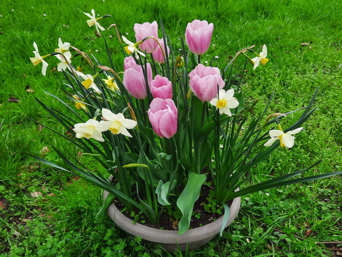 BonnieandLana's tweet image. E’arrivata la Primavera🤩🕊️🌷🍃🌸🌼
Buon weekend a tutti!
#spring 
#almosteaster 
#21march