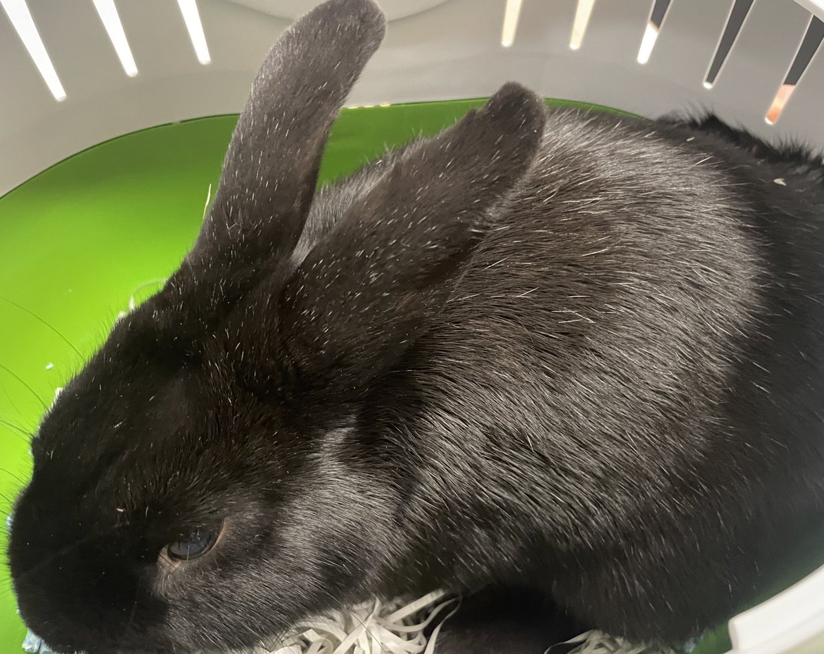 Children in year 2 loved having a visit from Nibbles this week as part of their learning about animals and habitats in #Science.